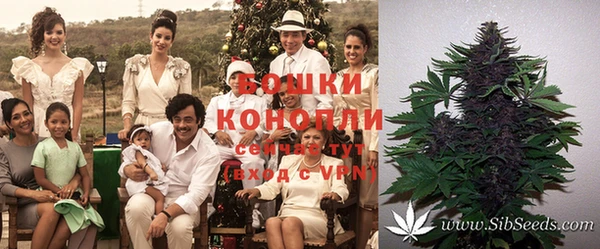 индика Алзамай
